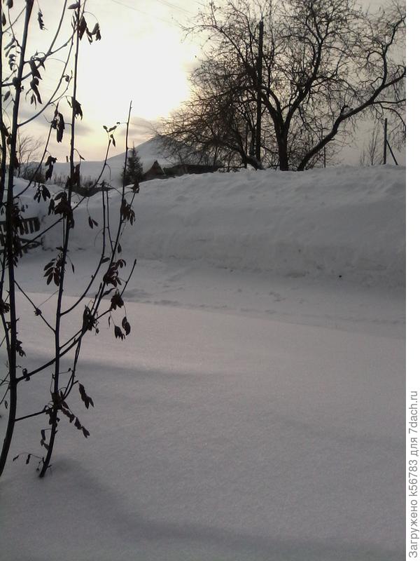 Старая яблоня...которой уже нет - в прошлом году ураганом сломало ветви, пришлось спилить :(