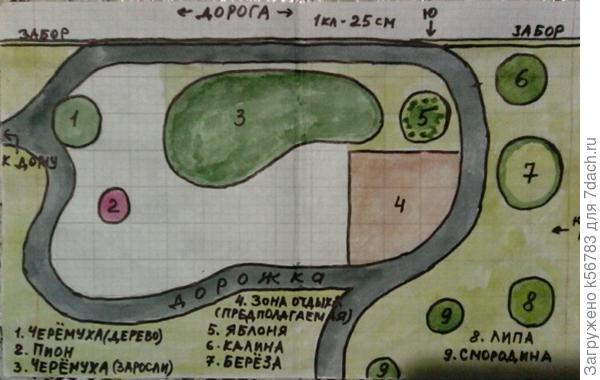 План предполагаемого цветника под черемухой