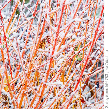 Он же зимой