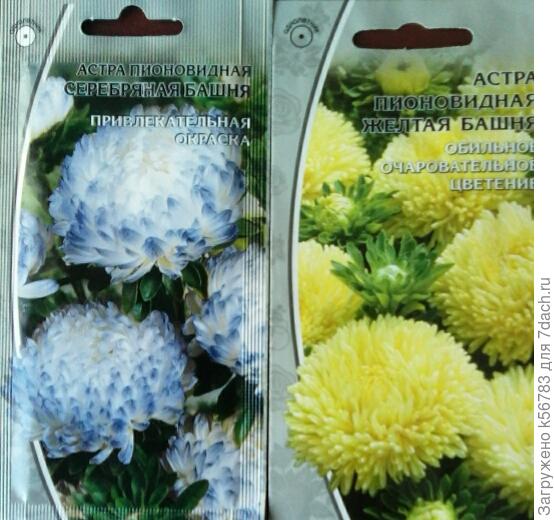 Вот такие астры высотой 70 см... Что им добавить для компании?