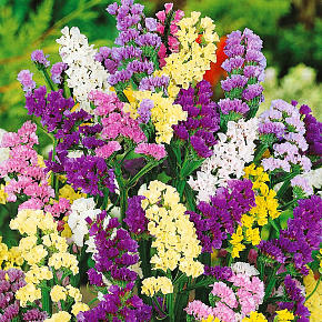 Вот картинка этой статицы