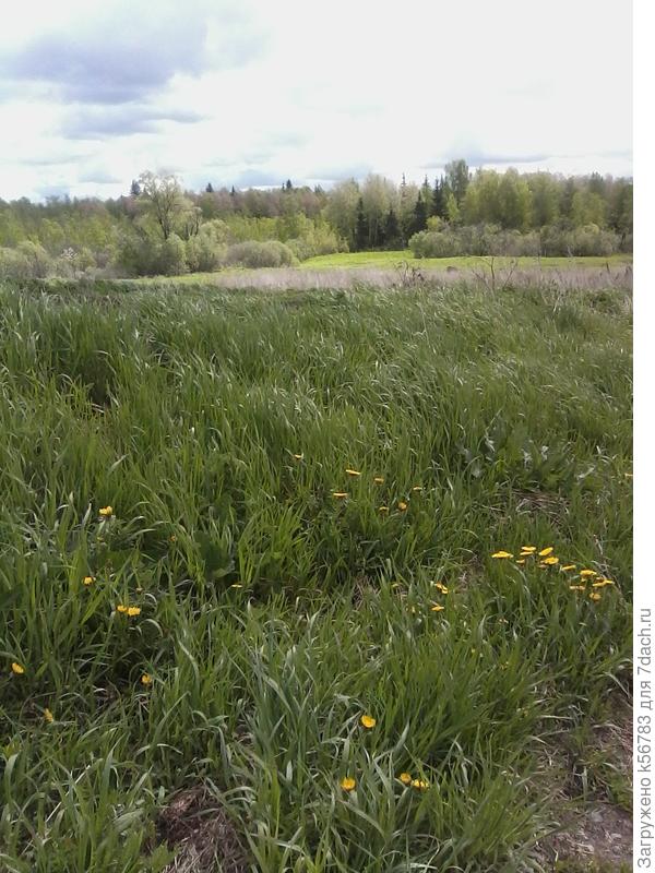 То же место, только немного левее, в начале лета...