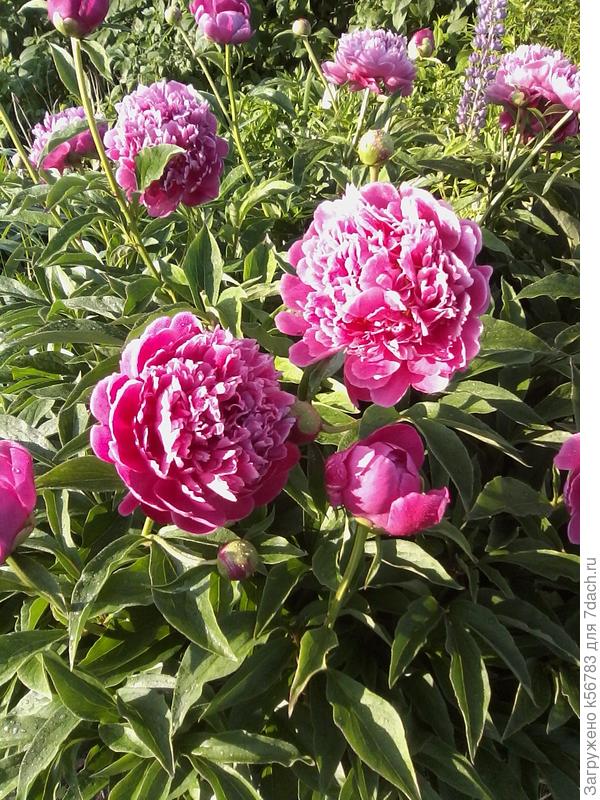 Подскажите, пожалуйста, название вот этого пиона. Заранее спасибо!