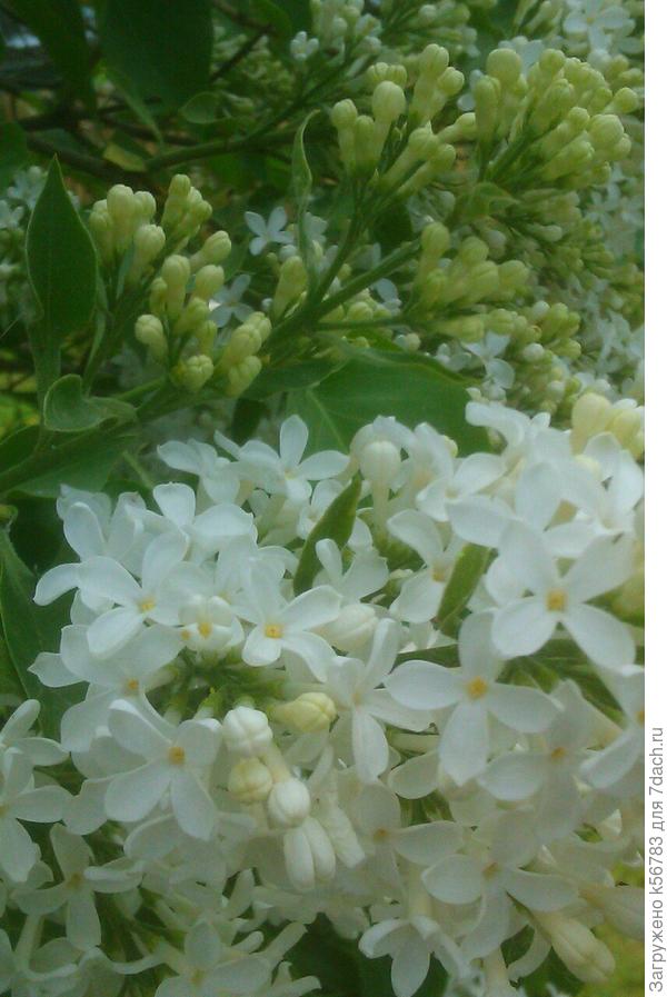 Отводки вот от таких сиреней высадила в прошлом году