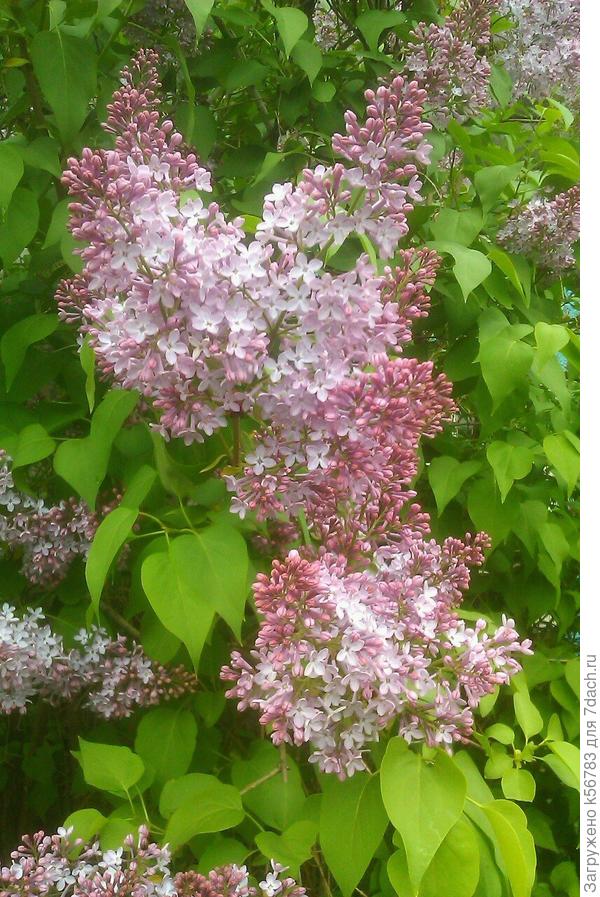 Вот такая сирень растёт на моём участке