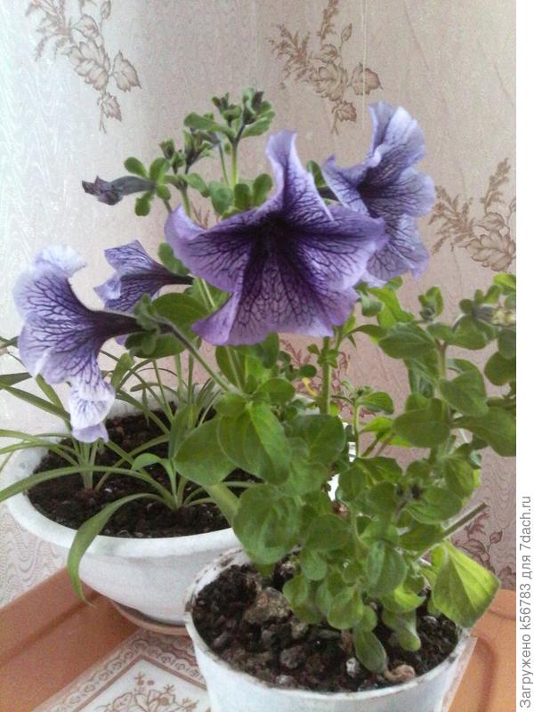 Рита, у меня петуния прошлогодняя зацвела недавно :)