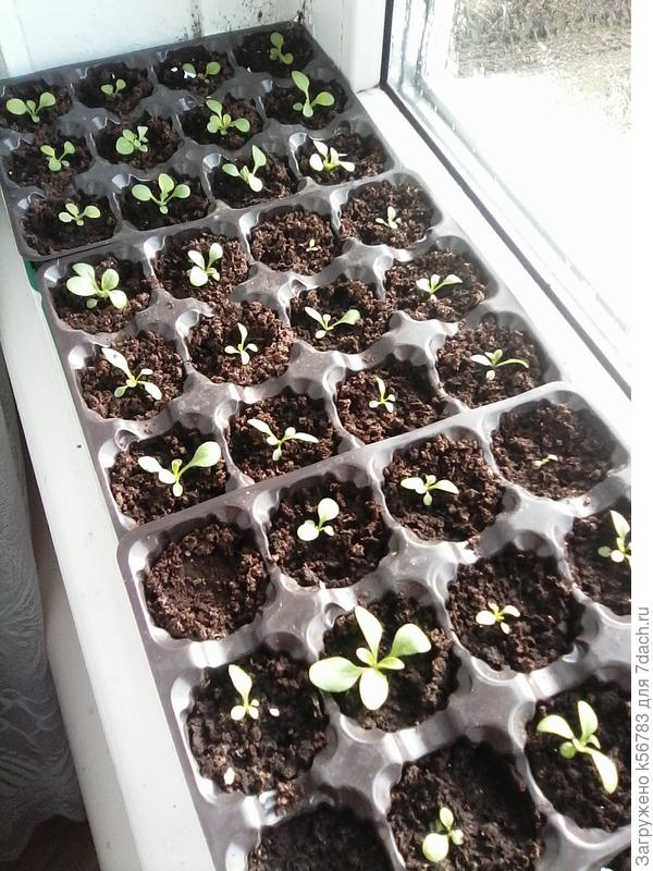 Мои петуньки