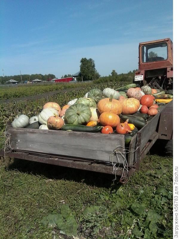 Прошлогодний урожай