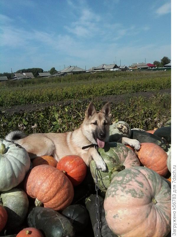 Кузя тоже любит тыквы