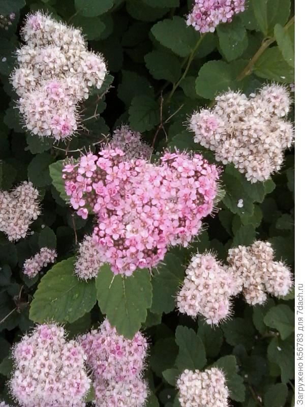 Вот так она цветёт