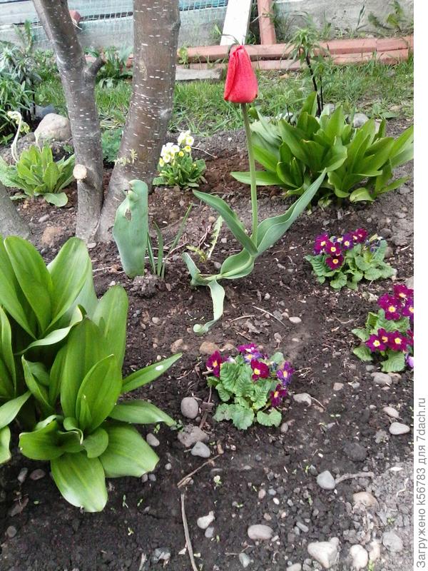 Цветут примулы, рассаженные весной