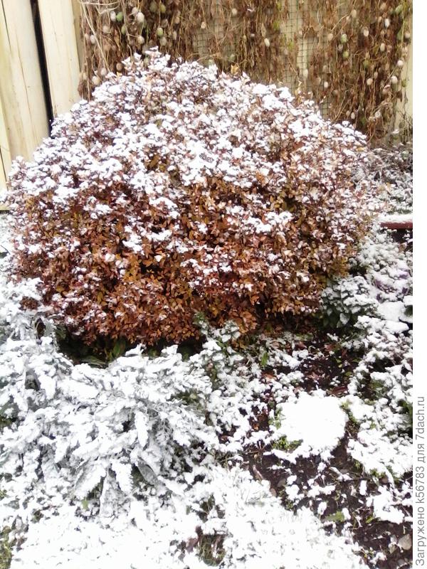 Спирея Голден Принцесс в кружевной накидке