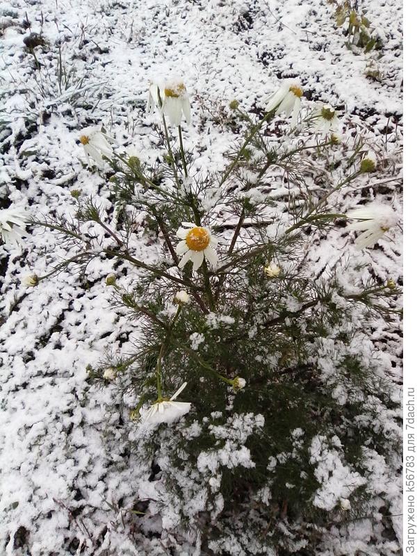 Ромашка...последний &amp;quot;привет&amp;quot;