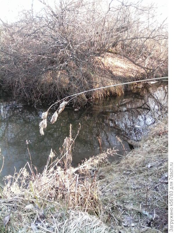 У нас сегодня - солнечный денёк, Хотя морозно и совсем бесснежно... И не замёрз весёлый ручеёк -  Прибрежной иве что-то шепчет нежно... Она стоит, смущенная слегка, Его напевы слушая влюбленно,  Мечтая, чтоб далёкая весна Ей подарила вновь наряд зелёный...  3 ноября 2019 г