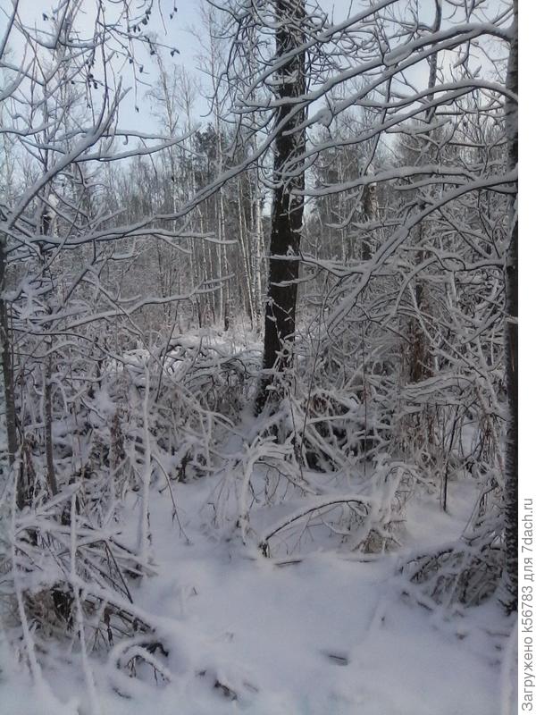 Зима пришла