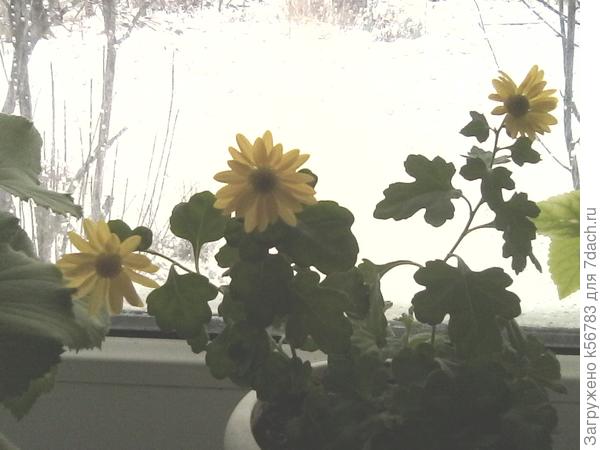 И солнышки на окошке