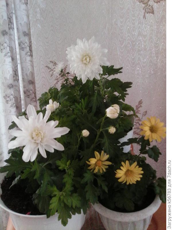 Мои хризантемы вам в подарок!