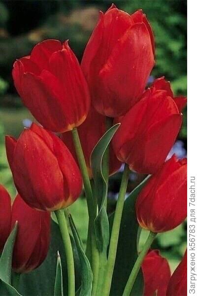 С Днём Рождения, Нина!