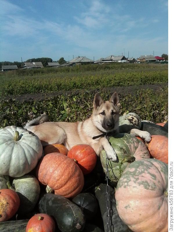 Урожай тыквы у нас всегда хороший