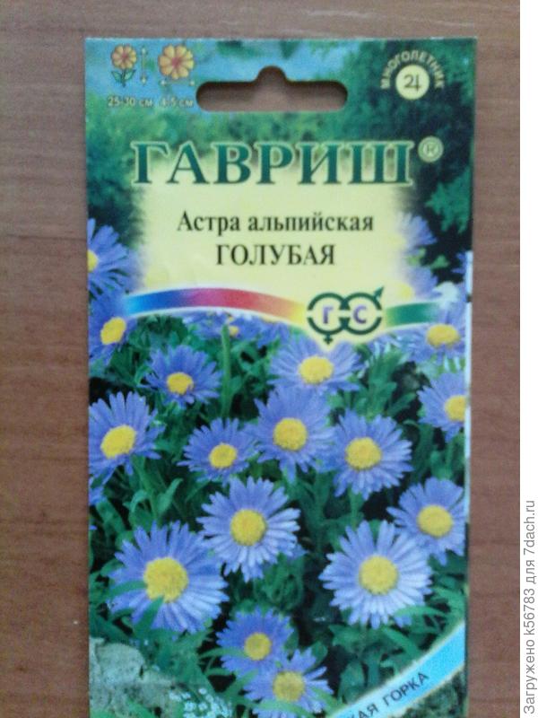 Кустики высотой 25 см подойдут для бордюра