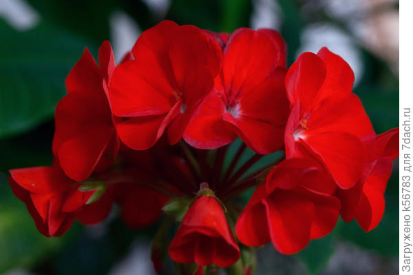 Комнатный Цветок Пеларгония Фото
