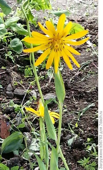 Прошлым летом из леса переселили