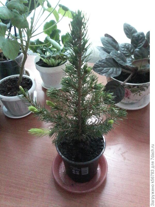 Коника тронулась в рост - зазеленели кончики веточек