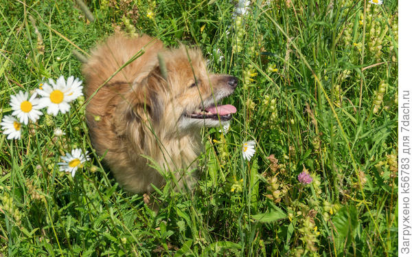 Ценитель ромашек