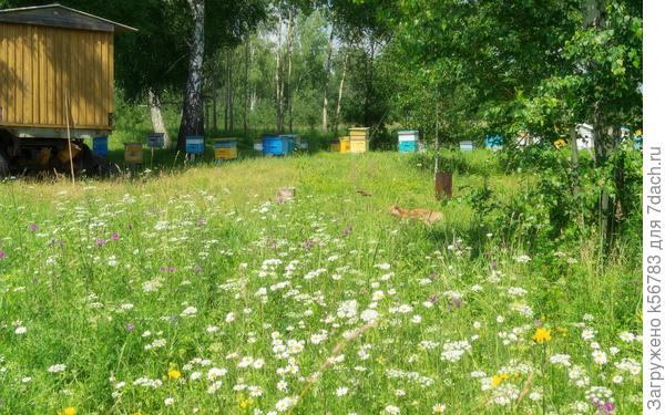 Ромашковая поляна на лесной пасеке