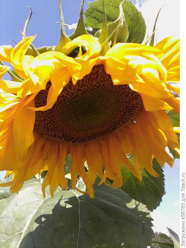 Солнышко солнечным днём