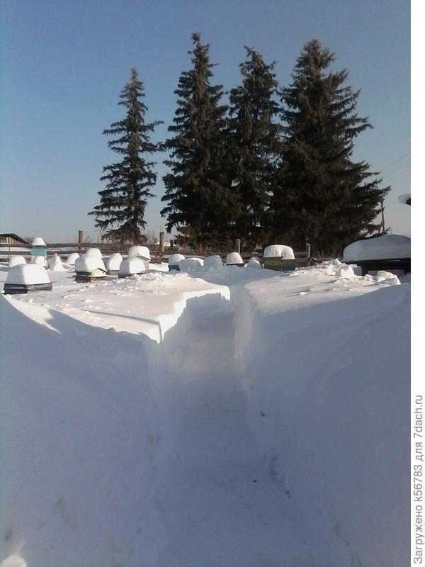 Мороз и солнце - день чудесный!