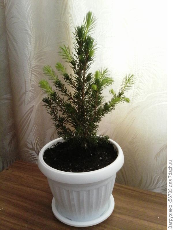 После пересадки