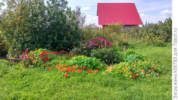 1 сентября 2017 года - настурция во всей красе