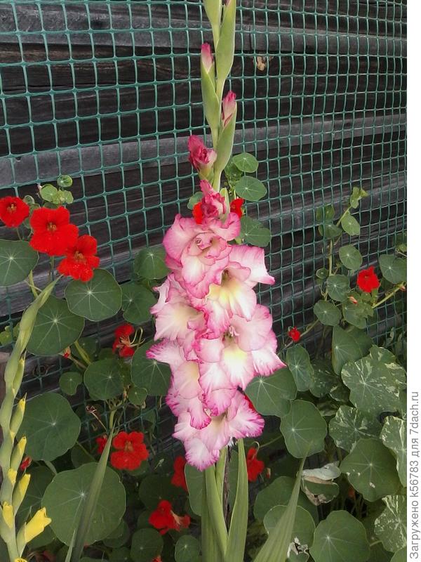 Высадила сорт трехметровой настурции, сетку ей повесила, чтоб удобно ползти было - так она своими зигзагами к концу лета метра на два даже не поднялась.