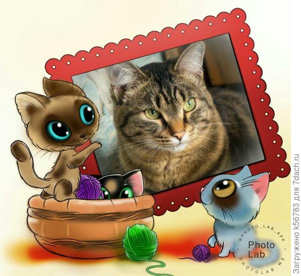 Это моя кошка ТИША... найдёныш 2,5 года назад