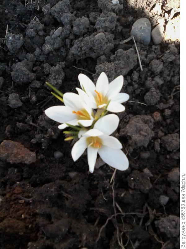 А сегодня, 19 апреля, крокусы цветут