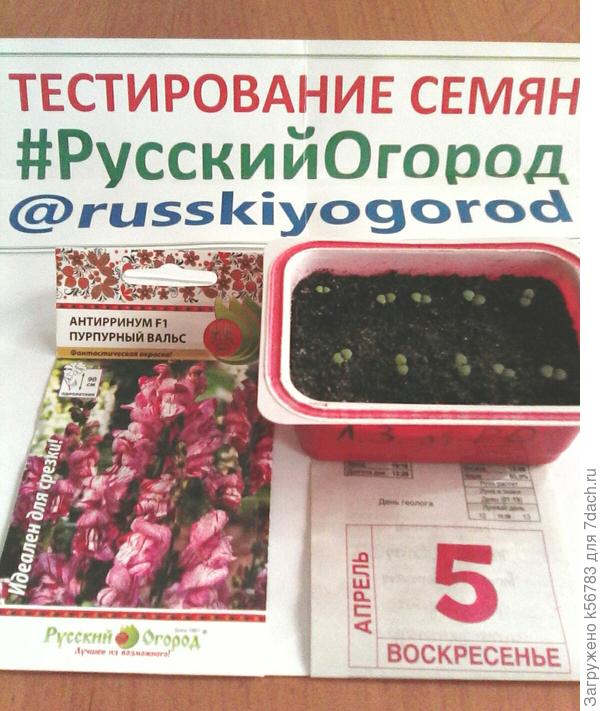 На шестой день после всходов