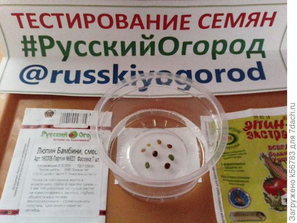 Люпин