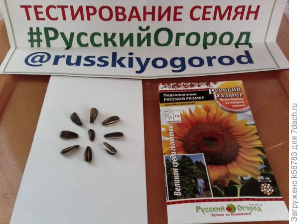 В середине щуплое семечко