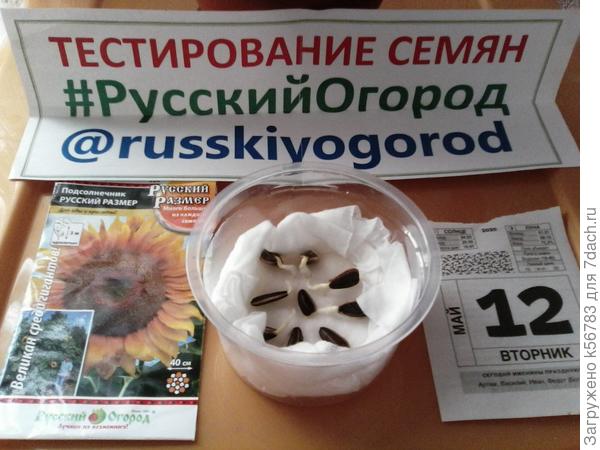 Шесть