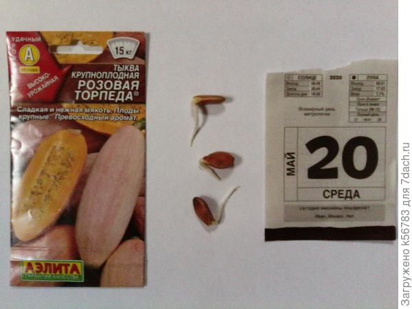 Тыква