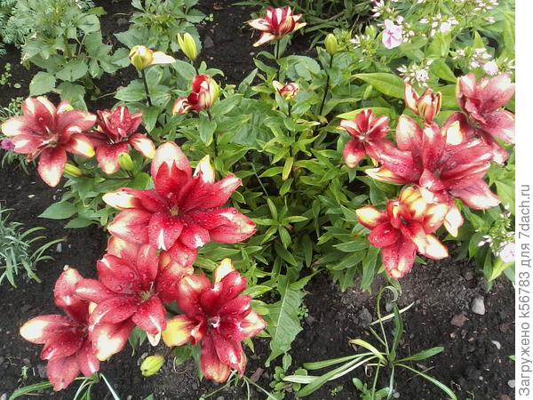 Мечты всегда сбываются, когда в них веришь!