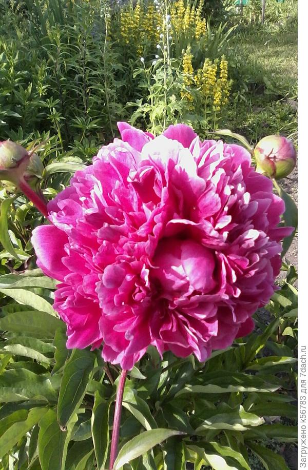 Пускай приносит радость дача! Для Вас пион к словам впридачу!