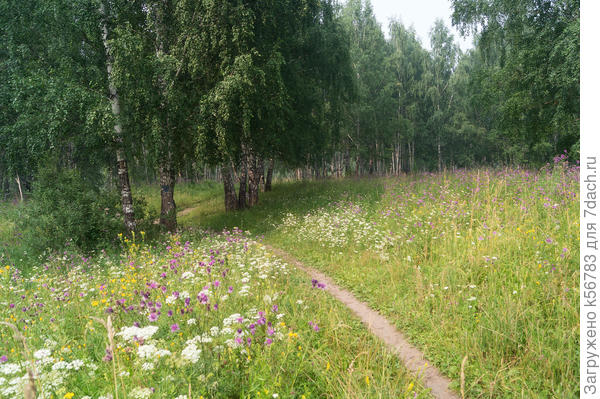 Для Вас - цветочные поляны!