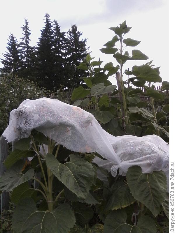 Под