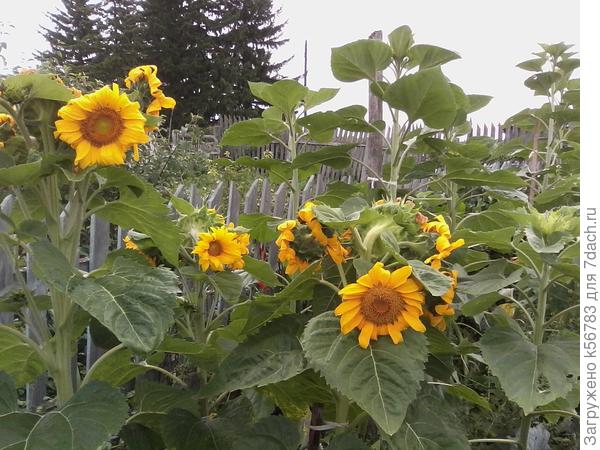 "Живая изгородь"