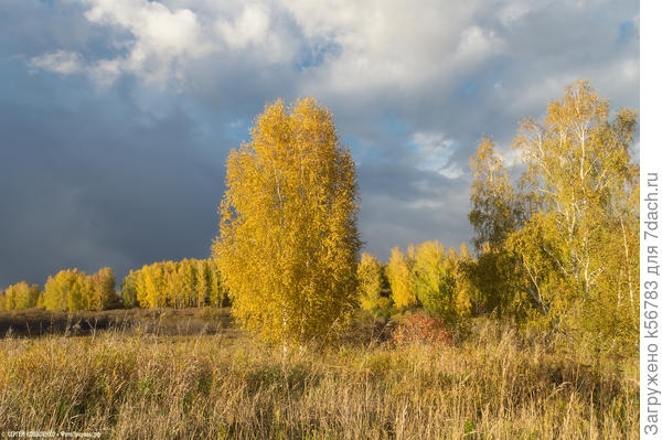 Вот такую &quot;золотую&quot;