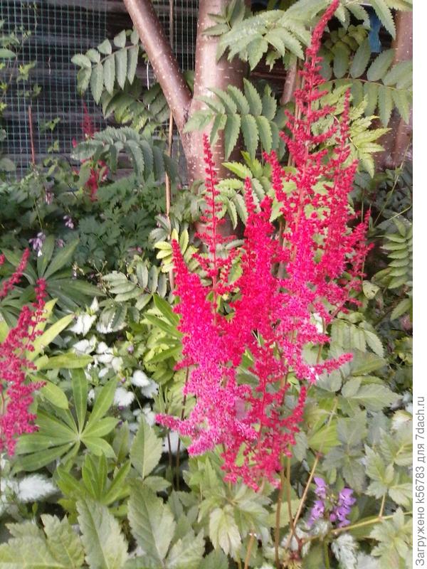 Блэк энд Блю