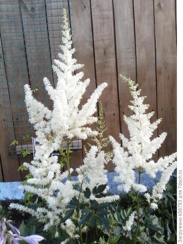 Майти Плони