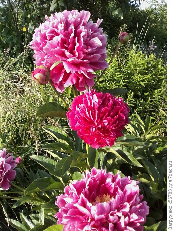 Пионы для победителей